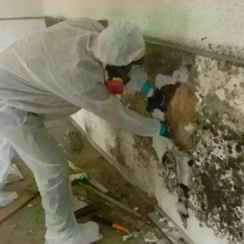 Mold Remediation and Removal in Southwick, MA